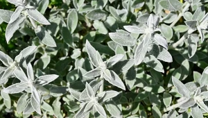 Czyściec wełnisty to jedna z bylin, którą możemy posadzić w ogrodzie jesienią.