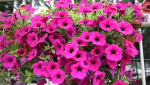 Supertunie to bardzo popularne kwiaty balkonowe, pięknie spływające z pojemników.