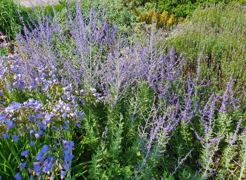 Perowskia łobodolistna będzie co roku upiększała ogród kwiatami