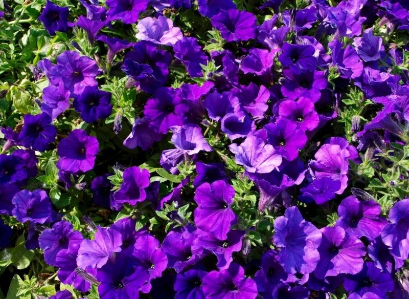 Supertunie kwitną bardzo długo pod warunkiem, że wykonamy kilka zabiegów pielęgnacyjnych