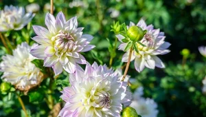 Ta prosta odżywka na kwitnienie dalii działa na kwiaty, jak najlepszy wspomagacz wzrostu i kwitnienia. W tym roku wprost nie mogę oderwać od nich oczu.