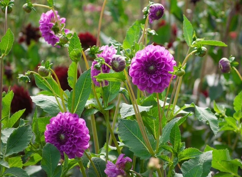 Kwitnące dalie potrzebują składników odżywczych, które zapewni im dobrze dobrana odżywka