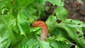 Zamiast niebieskich granulek zastosuj ekologiczną pułapkę na ślimaki.