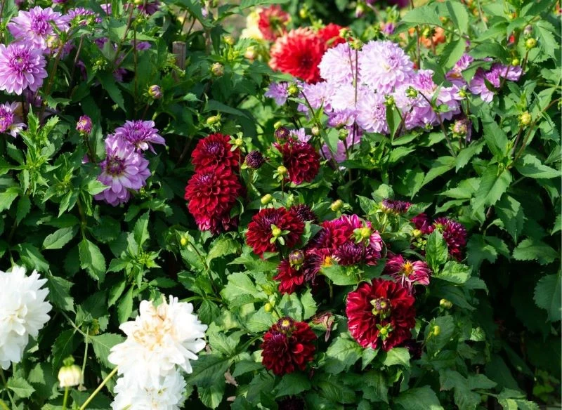 Różne odmiany dalii kwitną wieloma kolorami i rozwijają piękne kwiaty, które zdobią ogród aż do przymrozków