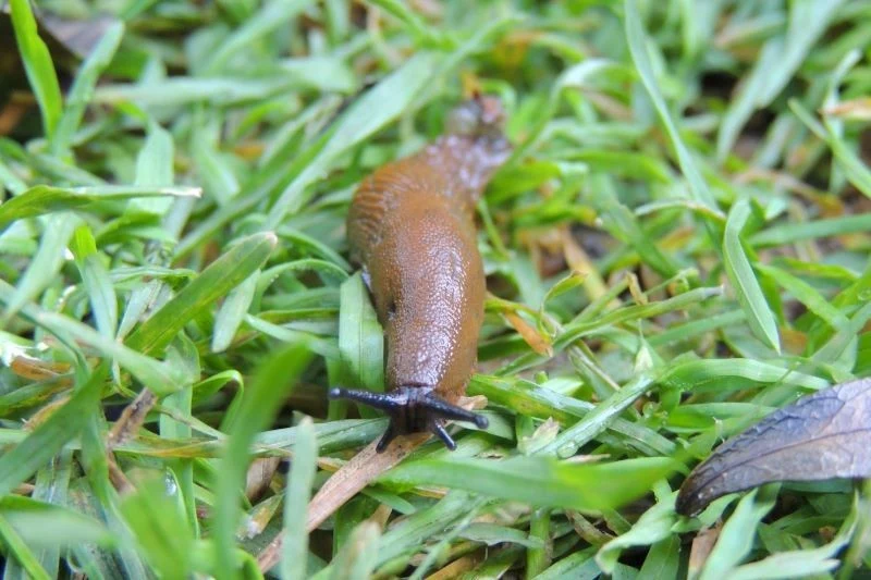 Do zwalczenia ślimaków nie trzeba wykorzystywać chemicznych preparatów, które szkodzą środowisku