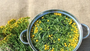 Sprawdź, jak zrobić gnojówkę z wrotyczu oraz jak ja stosować w ogrodzie.