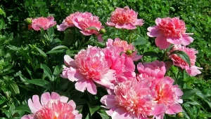 Dla uzyskania obfitego kwitnienia w kolejnym sezonie ważne jest przycinanie piwonii jesienią. Jak to robić? Podpowiadamy.