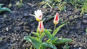 Tulipany występują w wielu kolorach i kształtach. Przyjrzyjmy się bliżej odmianie Johann Strauss.