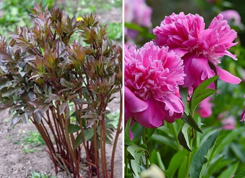 Przycięte przed przymrozkami piwonie zdążą zamknąć rany przed zimą i zdrowo doczekają wiosny