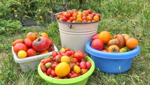 Dzięki ogławianiu pomidorów możemy liczyć na lepszej jakości zbiory.