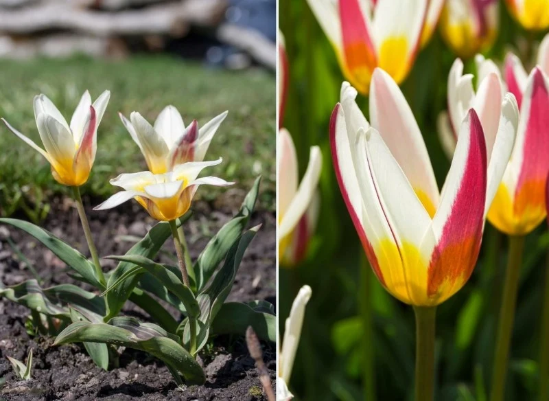 Tulipany najlepiej sadzić w okresie od połowy września do końca października