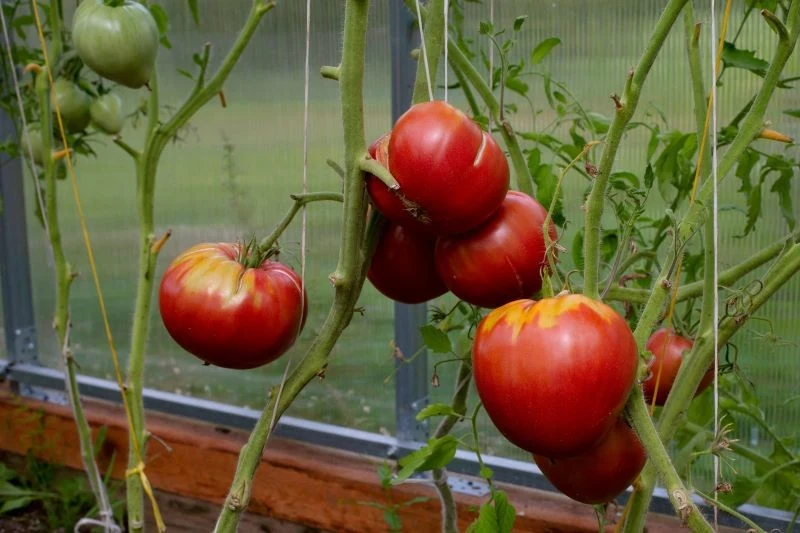 Ogławianie przyspiesza dojrzewanie pomidorów