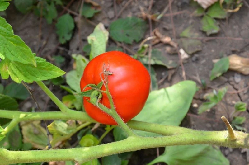 Niedobór magnezu u pomidorów zauważymy najpierw na najniżej położonych liściach