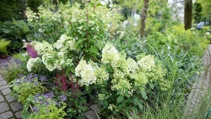 Rozmnażanie krzewów przez sadzonki zielne i zdrewniałe. Jak to robić krok po kroku?