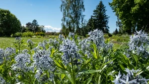 Zastanawiasz się, co uprawiać zamiast kocimiętki? Oto 5 pięknych, wieloletnich roślin, które oryginalnie ją zastąpią. To moja ulubienica, gdzie nie spojrzę, maluje rabaty lazurową mgiełką.