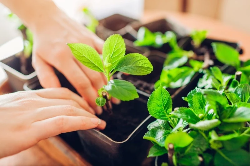 Poprzez sadzonki zielne możemy rozmnażać m