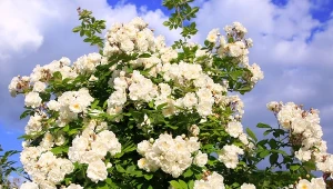 Po co usuwać przekwitnięte róże? Ma to znaczenie nie tylko estetyczne, oczyszczone z suchych pąków róże mają szansę potroić kwitnienie.