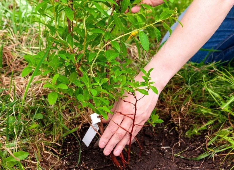 Rozmnażanie krzewów przez sadzonki wcale nie jest trudne