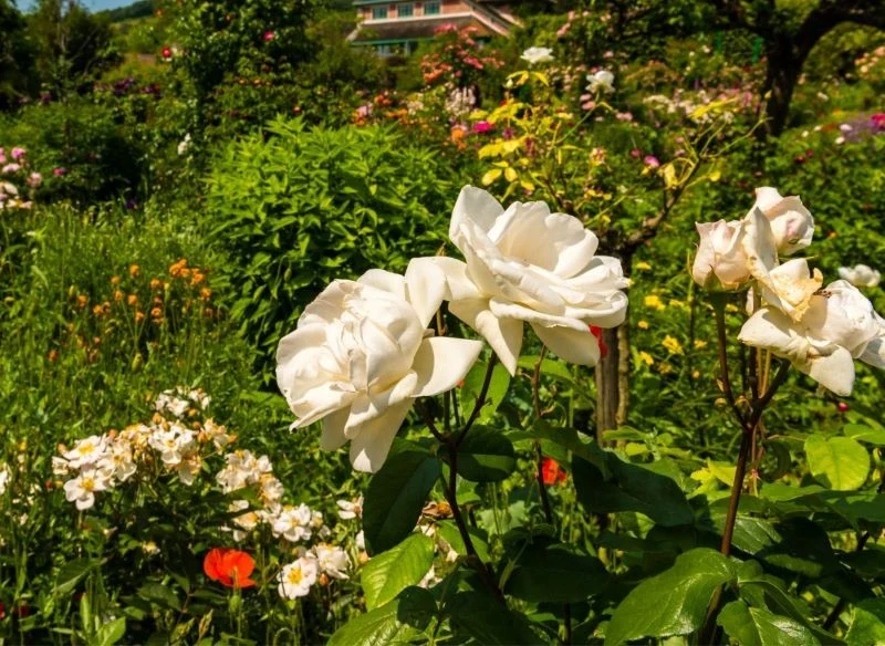Róże warto oczyszczać niezależnie od odmiany, dzięki temu wypuszczą więcej jeszcze okazalszych kwiatów jeszcze w tym i w kolejnym sezonie