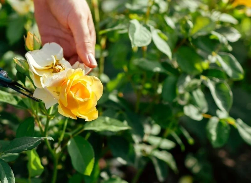 Oczyść krzewy ze zwiędniętych kwiatów, to sprawi, że zaoszczędzisz czas na sprzątaniu pod roślinami oraz grabieniu tego, co rozniesie wiatr
