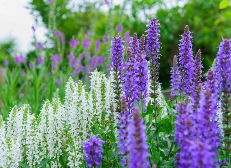 Kompozycje ogrodowe z szałwią w roli głównej to ciekawa dekoracja