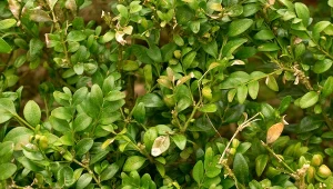 Miodówka bukszpanowa to jeden z najczęściej spotykanych szkodników na bukszpanie.