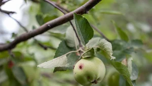 Dlaczego jabłka gniją na drzewach? Najczęstszą przyczyną są patogeny chorobotwórcze.