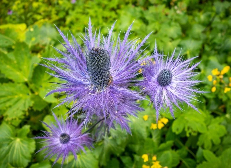 Ostrokrzew morski to oryginalny zamiennik dla kocimiętki