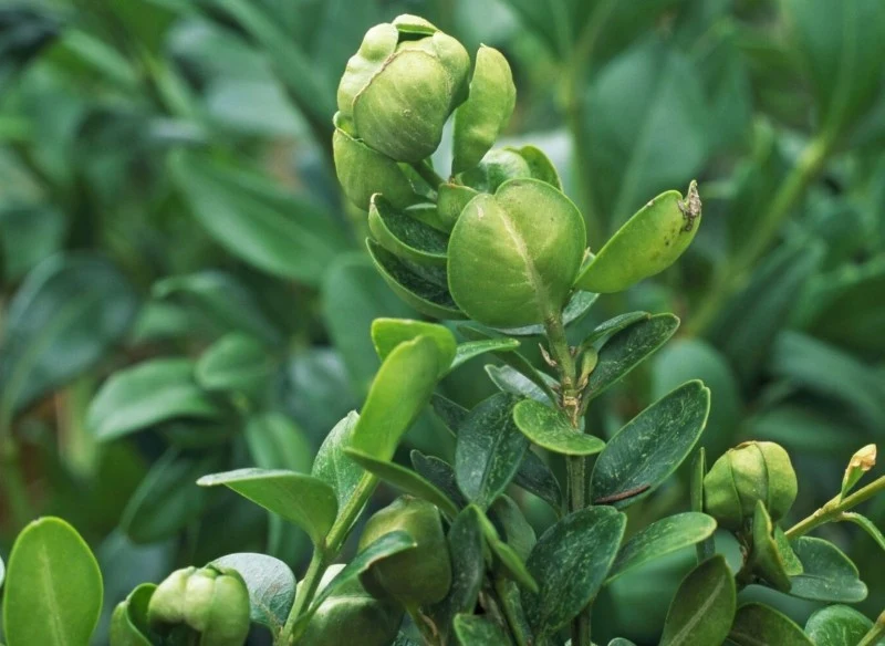 Miodówka bukszpanowa powoduje deformacje liści bukszpanów