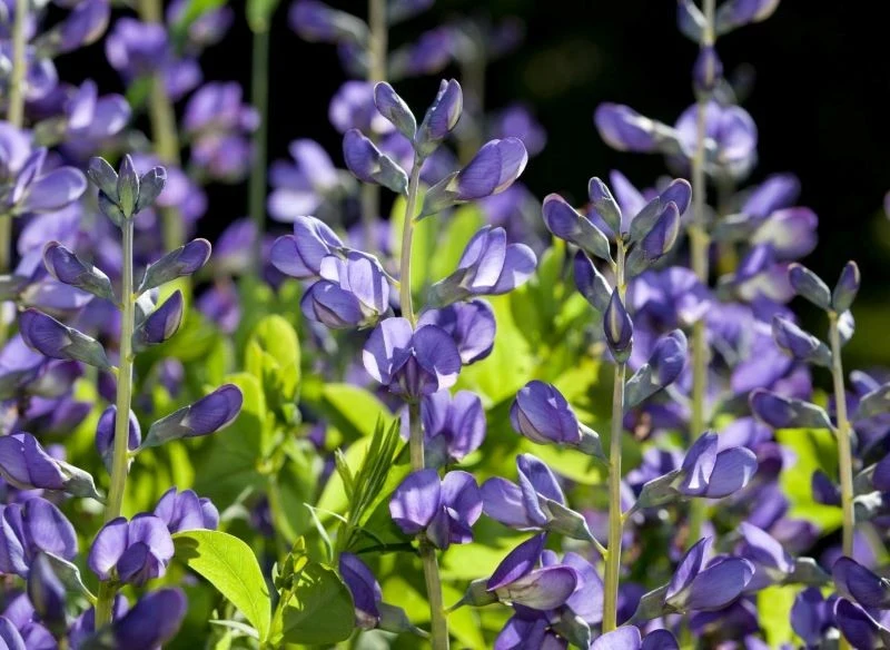 Dzikie indygo prezentuje się delikatniej niż kocimiętka, a jego ciepły odcień fioletu doskonale komponuje się z zimniejszymi barwami wieloletnich b...