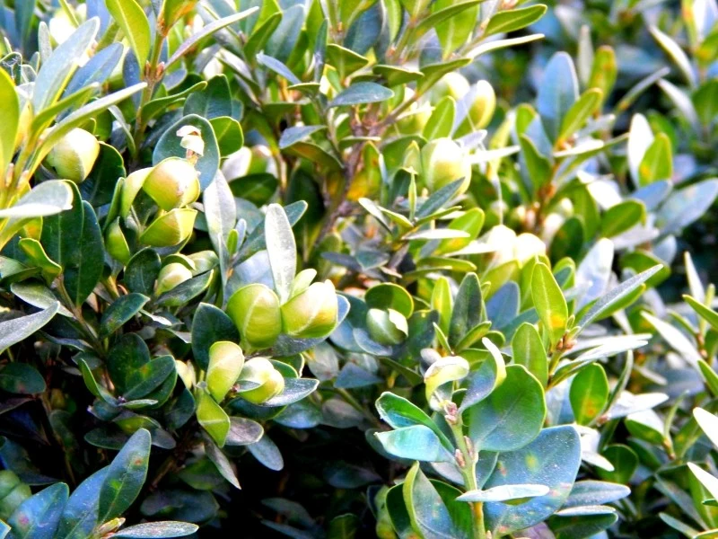 Miodówka bukszpanowa nie wyrządza bardzo dużych szkód