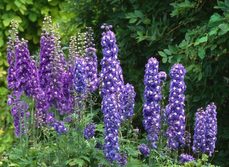 Ostróżki można sadzić w grupach monochromatycznych, czyli w jednym kolorze, podobnym do kocimiętki lub stosując mieszanki kolorystyczne - te z pewn...