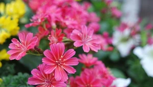 Najpiękniejsze odmiany lewizji dostępne są w rozmaitych kolorach. Ich katalogowe kwiaty przyciągają wzrok już z daleka, choć to naprawdę nieduża bylina.