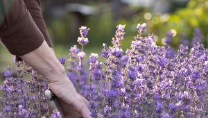 Jeśli zastanawiasz się, kiedy przycinać lawendę, skorzystaj z rady ogrodników. Wystarczy już jeden zabieg w roku, by pobudzić kwitnienie rośliny.
