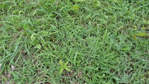 Poznaj skuteczny sposób na pozbycie się chwastów z ogrodu. Nie będzie po nich śladu.