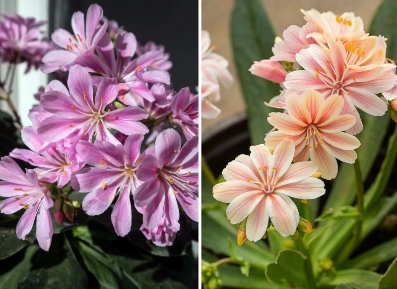 Drobne kwiaty wystające spomiędzy mięsistych, zielonych liści nie potrzebują dodatkowego akcentu kolorystycznego, dlatego warto łączyć je z trawami...