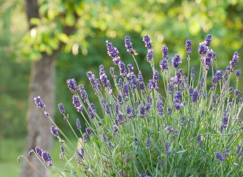 Regularnie przycinana lawenda również drewnieje, ale znacznie wolniej, zachowuje też kępiasty, estetyczny kształt oraz bujnie kwitnie latami