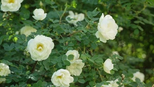 Jak uchronić róże przed szkodnikami? Ważna jest prawidłowa pielęgnacja, profilaktyka, a w razie potrzeby ostre cięcie. Najpierw jednak musisz poznać różanego wroga.