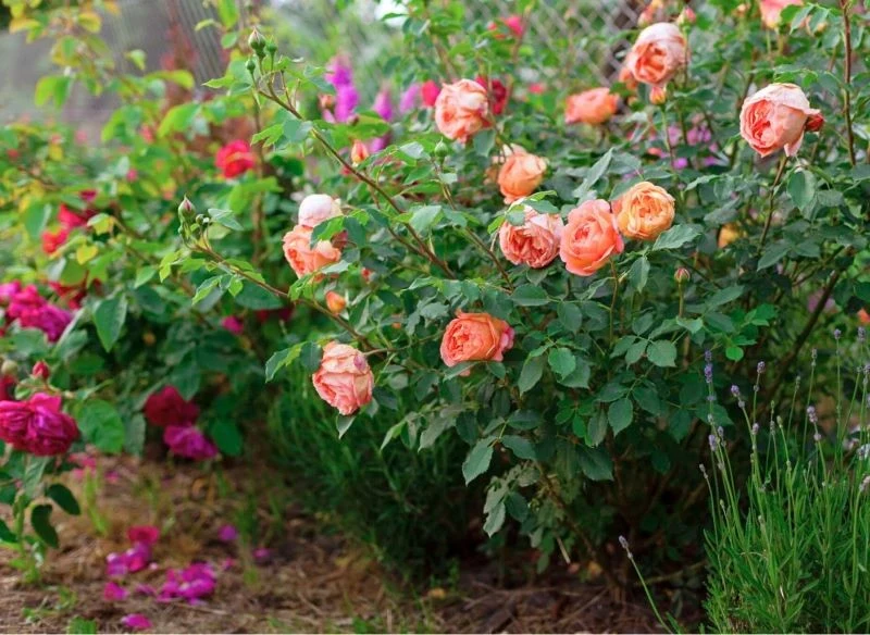 Uszkodzenia na różach będące wynikiem działalności szkodników nie zawsze widać gołym okiem