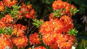 Rododendron Gibraltar – piękny i oryginalny akcent w wiosennym ogrodzie, udekoruje go już od maja czerwono-pomarańczowymi kwiatami jak dłoń.