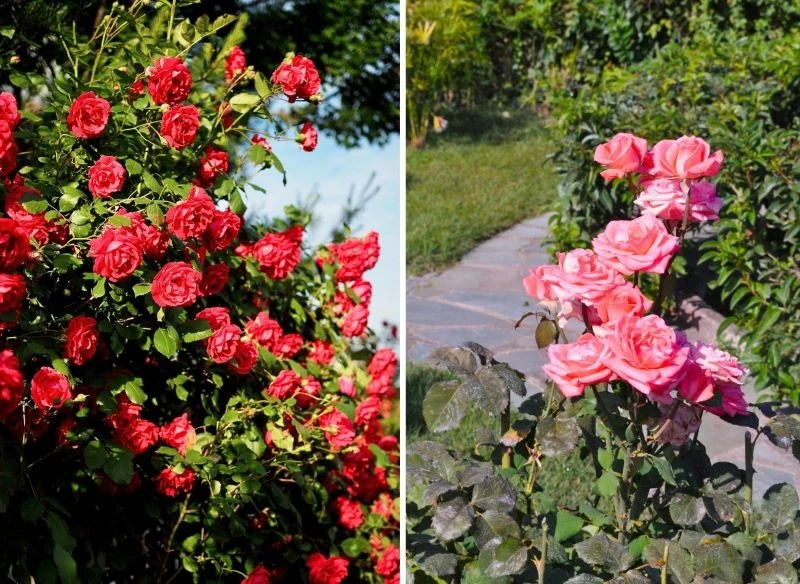 Spulchnianie gleby i ochrona podłoża, regularne nawożenie i sezonowe przycinanie krzaków róży pozwalają zadbać o dobrą kondycję oraz wyższą odporno...