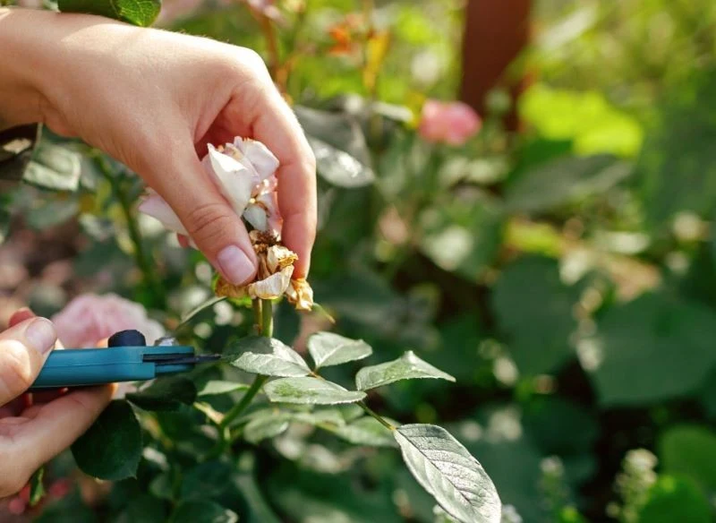Niekiedy tylko wycięcie porażonych pędów może pomóc w odratowaniu krzaków róży