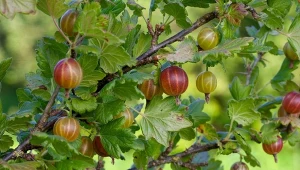 Jak przycinać agrest i porzeczkę tak, by co roku móc cieszyć się obfitymi zbiorami? Sprawdź.
