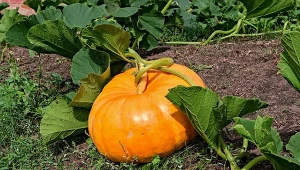 Sierpień to dobry czas, by przyciąć dynie. Dzięki temu owoce urosną większe i smaczniejsze.