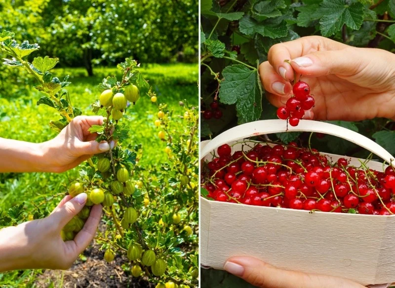 Porzeczka i agrest to krzewy, które wydają smaczne i soczyste owoce, jednak ich pielęgnacja wymaga zaangażowania