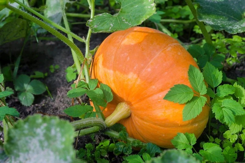 Przycinanie dyni sprawia, że krzaczki nie będą nadmiernie się rozrastać, a dodatkowo będą bardziej odporne na choroby grzybowe