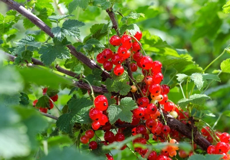 Wybór techniki przycinania agrestu i porzeczki powinien być uzależniony od tego, ile lat mają poszczególne krzewy