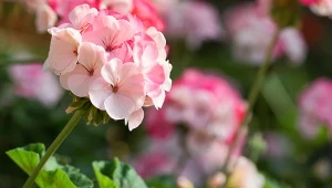 Pelargonie wabią zapachem, który przypomina mieszankę cytrusów, mięty i kamfory. Jednak doskonale też... odstraszają. Sprawdź, na kogo działa aromat pelargonii i dlaczego warto je sadzić - nie tylko ze względu na kwiaty.