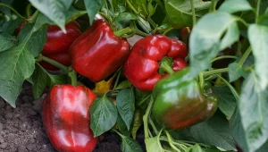 Zastanawiasz się, dlaczego papryka gnije na krzaku? Przyczyn może być co najmniej kilka.