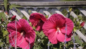 Hibiskusy cieszą się popularnością na całym świecie – w pełni zasłużenie!